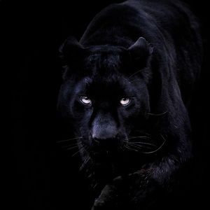 Meet your Posher, Clarise